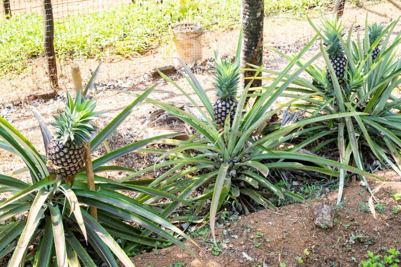 Mangaal Farmstay Goa Vichondrem Esterno foto